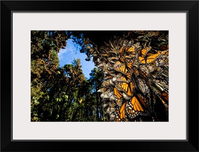Monarch butterflies cover every inch of a tree in Sierra Chincua