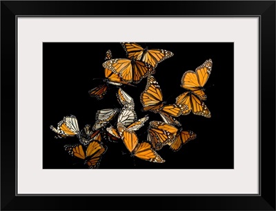 Monarch butterflies, Danaus plexippus, in the Sierra Chincua mountains