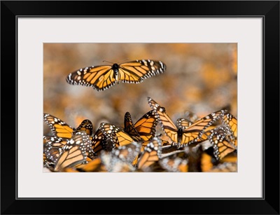 Monarch butterflies in the Sierra Chincua sanctuary