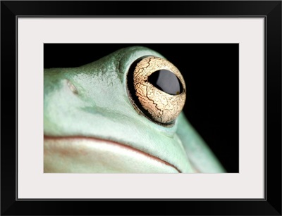 The eye and face of a Whites tree frog, Pelodryas caerulea