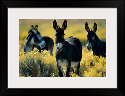 Three wild burros standing in sagebrush