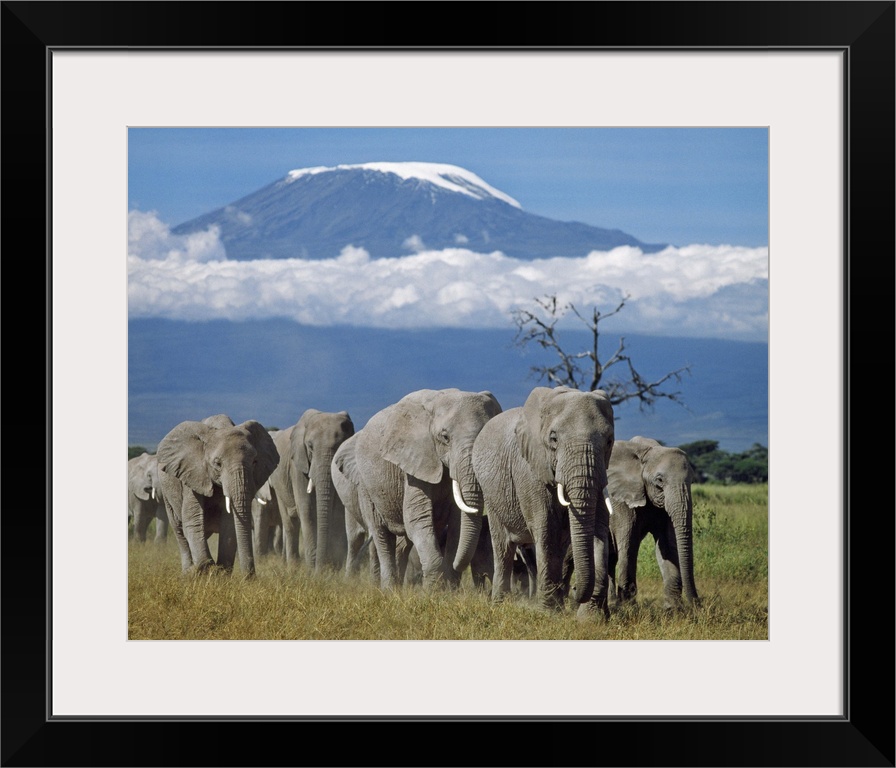 A herd of elephants with Mount Kilimanjaro in the background.