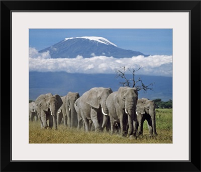 A herd of elephants with Mount Kilimanjaro in the background