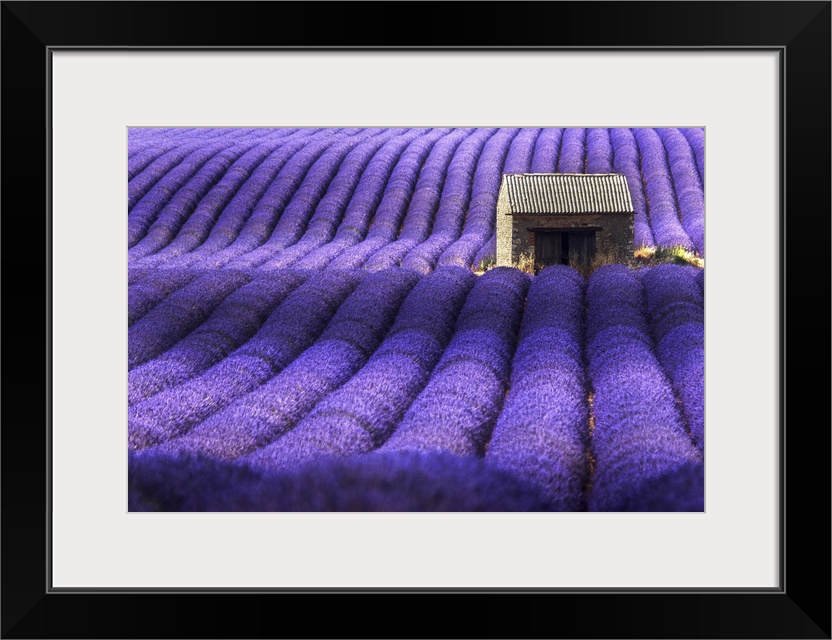 A lonely abandoned farmhouse in the middle of lavender's fields, Provence, France