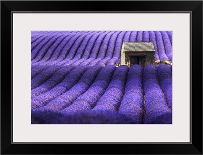 A Lonely Abandoned Farmhouse In The Middle Of Lavender's Fields, Provence, France