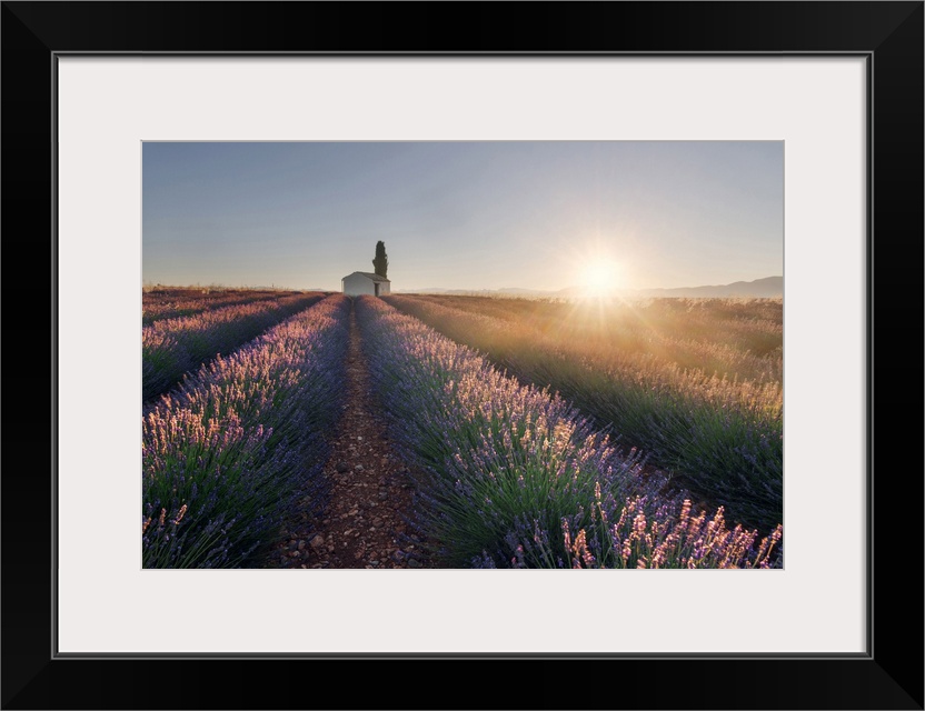 A lonely farmhouse in the middle of lavender's fields at sunrise, Provence, France