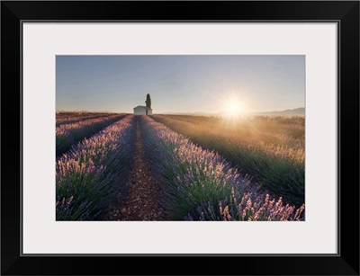 A Lonely Farmhouse In The Middle Of Lavender's Fields At Sunrise, Provence, France