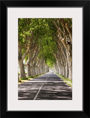 A tree-lined road, Languedoc-Roussillon, France