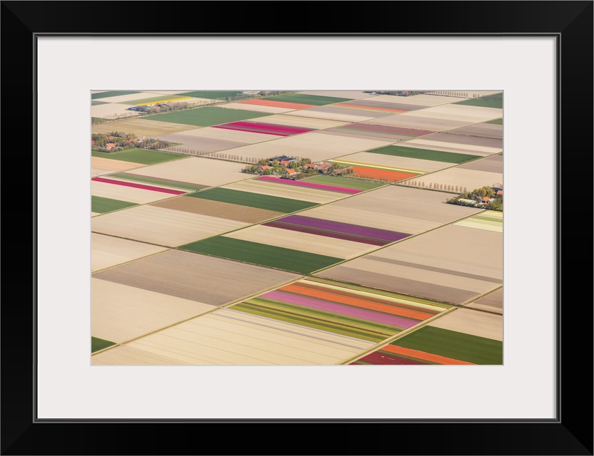 Aerial view of the tulip fields in North Holland, The Netherlands