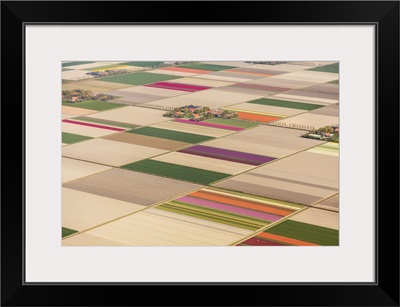 Aerial view of the tulip fields in North Holland, The Netherlands