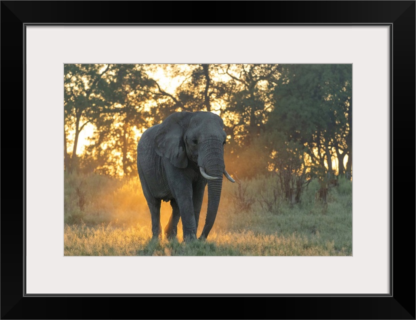 Africa, Southern Africa, African, Botswana, Okavango Delta, Abu Camp, Sunrise with Elephant.