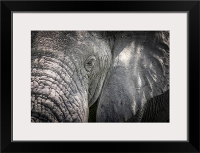 Africa, Tanzania, Tarangire National Park, An Elephant Close Up, Detail Of The Head