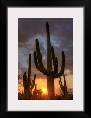 Arizona, Tucson, Saguaro National Park
