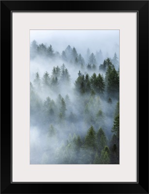 As The Fog Started To Lift, The Forests Below The Giau Pass, Dolomites, Italy