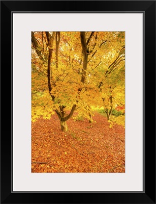 Autumn foliage of Japanese Maple (Acer) tree, England, UK