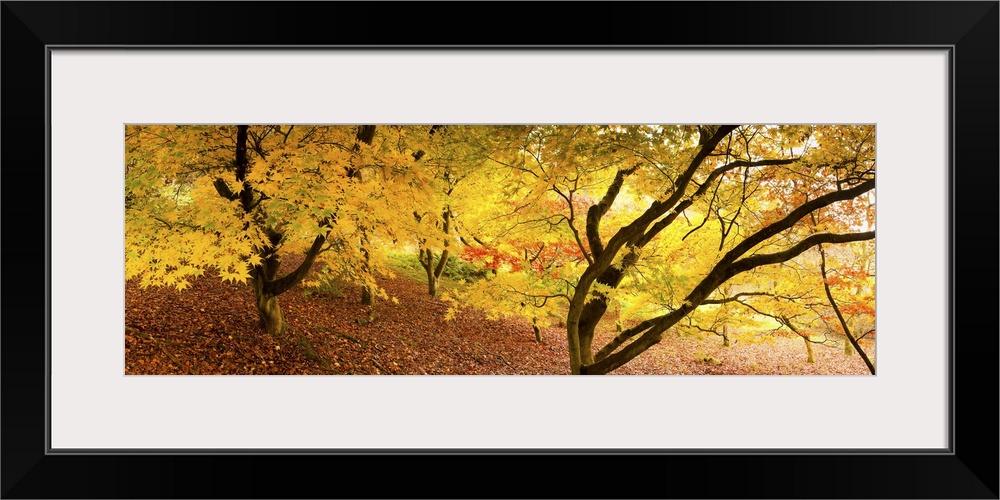 Autumn foliage of Japanese Maple (Acer) tree, England, UK