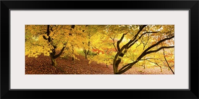 Autumn foliage of Japanese Maple (Acer) tree, England, UK