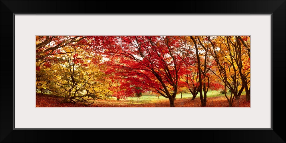 Panoramic art work of trees clustered together and creating a dome from their fall foliage and branches.