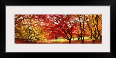 Autumn foliage of Japanese Maple (Acer) tree, England, UK