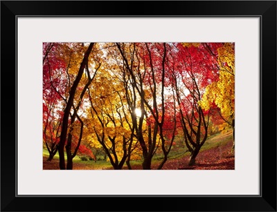 Autumn foliage of Japanese Maple (Acer) tree, England, UK