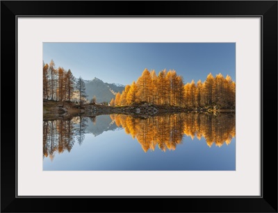 Autumn Larches Reflected On Azzurro Lake, Lombardy, Italy