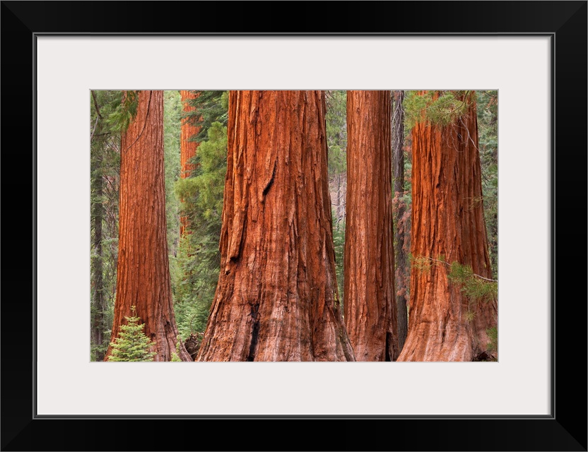 Bachelor and Three Graces Sequoia tress in Mariposa Grove, Yosemite National Park, USA. Spring (June) 2015.