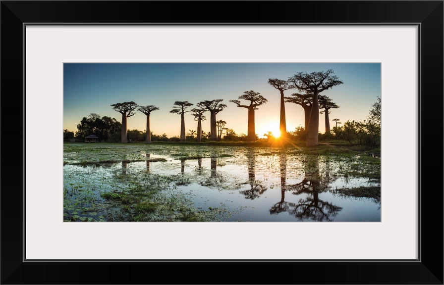 Baobab Trees At Sunset (UNESCO World Heritage Site), Madagascar