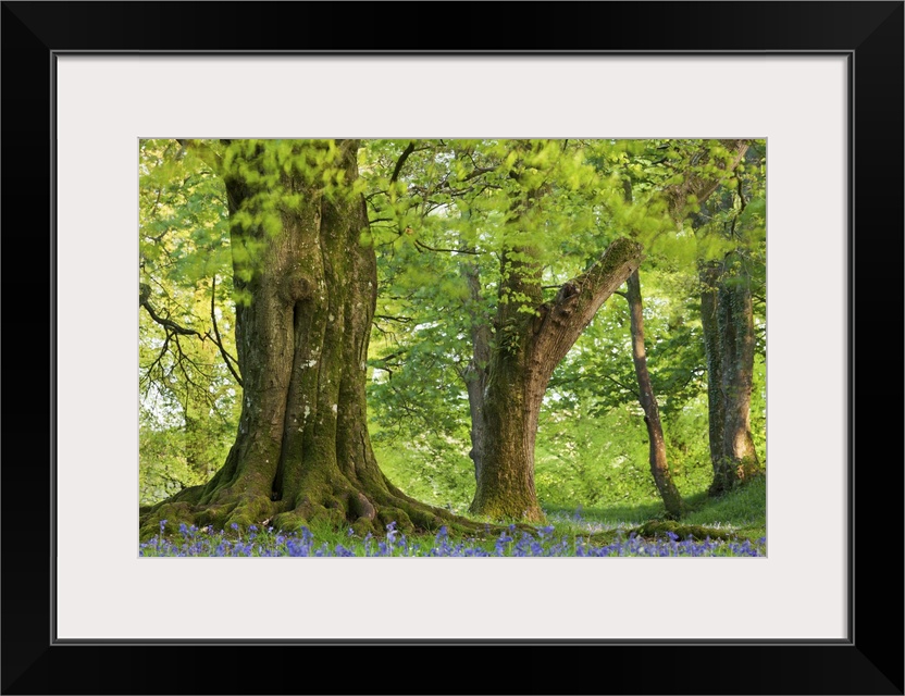 Beech and Oak trees above a carpet of bluebells in a woodland, Blackbury Camp, Devon, England. Spring