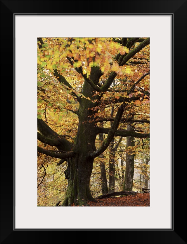 Beech tree with autumn colours, Lake District, Cumbria, England. Autumn