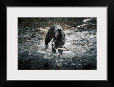 Black Bear Catching Wild Alaskan Salmon At Fish Creek, Hyder Near Stewart Border, Alaska