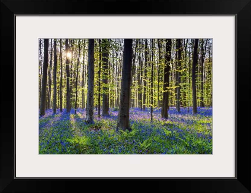 Bluebell Flowers (Hyacinthoides Non-Scripta) Carpet Hardwood Beech Forest, Hallerbos Forest, Belgium