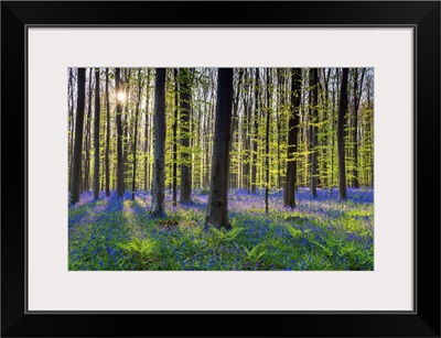 Bluebell Flowers, Carpet Hardwood Beech Forest, Hallerbos Forest, Belgium