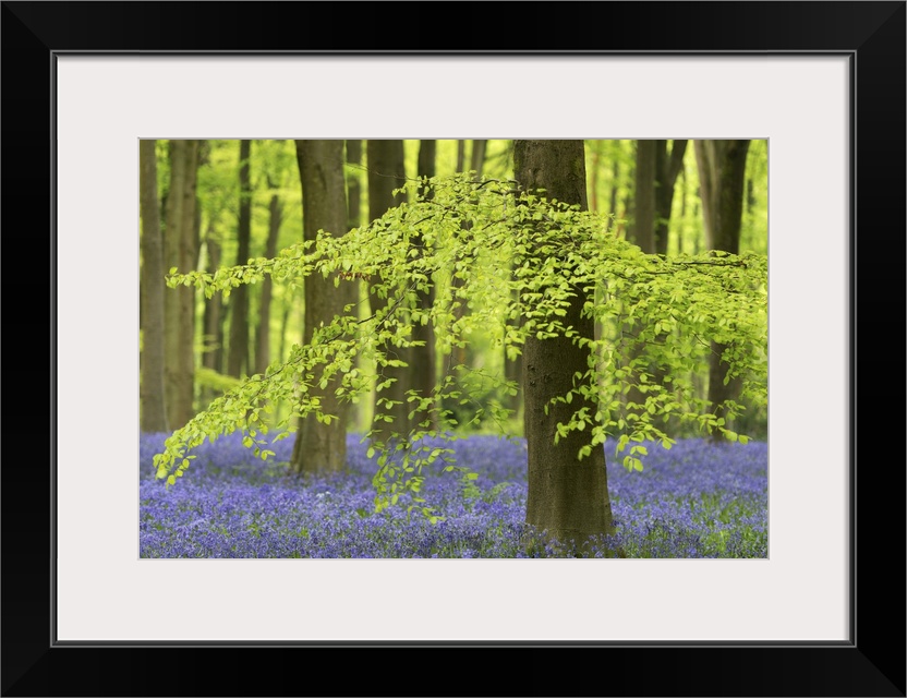 Bluebells and beech trees in West Woods, Wiltshire, England. Spring (May)