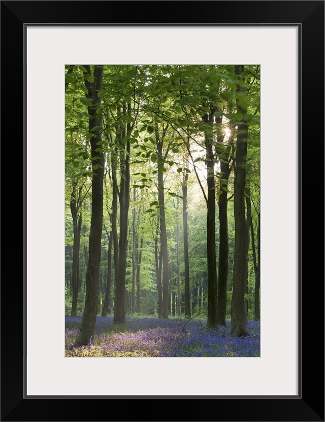 Bluebells and beech trees, West Woods, Marlborough, Wiltshire, England. Spring (May)