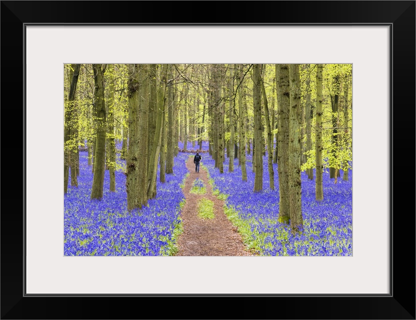 Bluebells at Dockey Wood, Ashridge Estate, Hertfordshire, UK