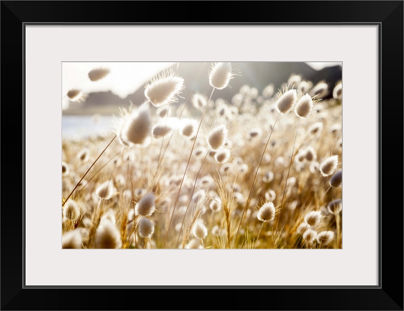 Bunny Tails (Lagurus ovatus), Mahia Peninsula, North Island, New Zealand