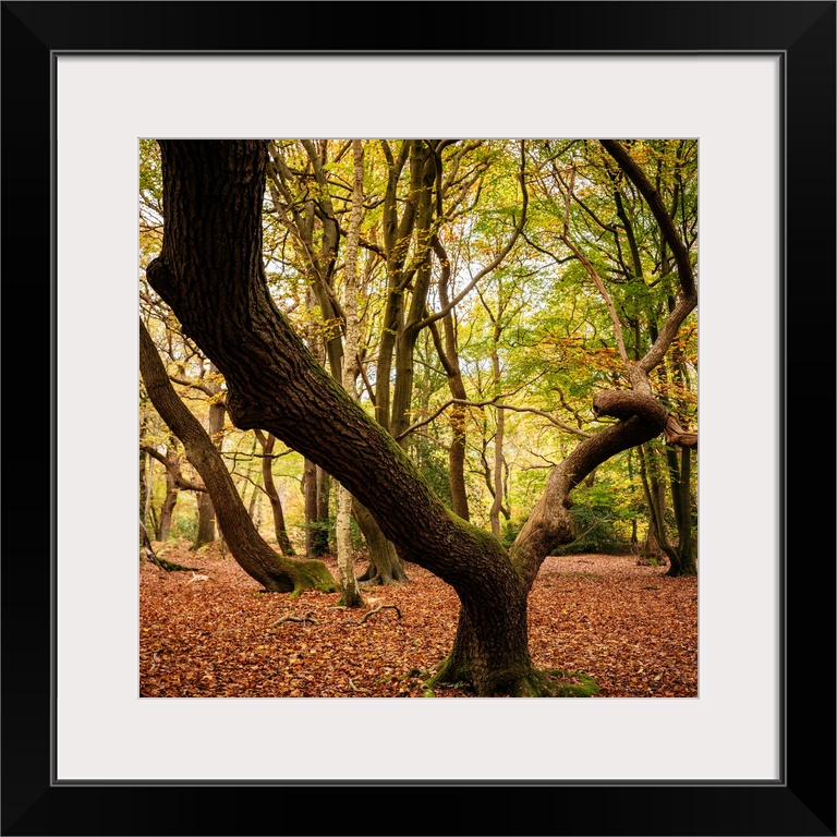 Burnham Beeches, Buckinghamshire, England