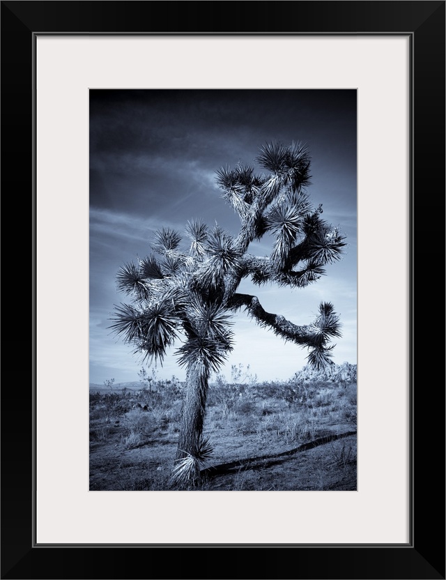 USA, California, Joshua Tree National Park, Joshua Tree, yucca brevifolia, in Hidden Valley