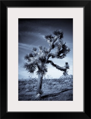 California, Joshua Tree National Park, Joshua Tree, yucca brevifolia, in Hidden Valley