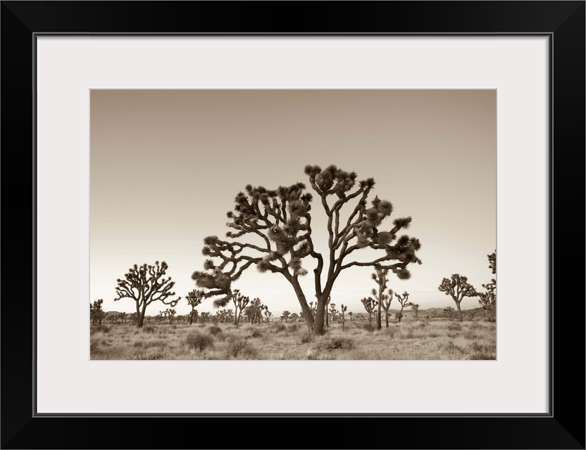 USA, California, Joshua Tree National Park, Joshua Trees (Yucca Brevifolia)