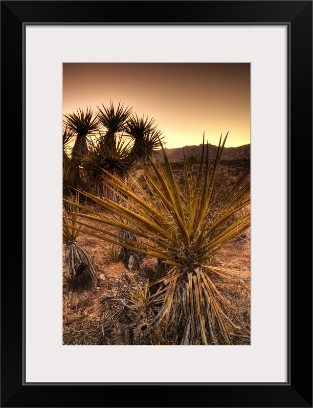 USA, California, Mojave National Preserve