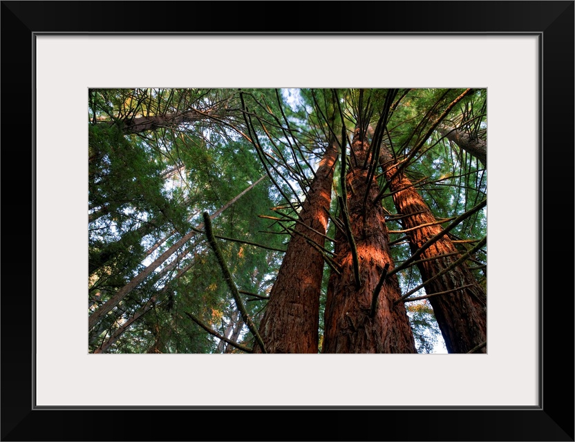 Usa, California, Redwood National Park, Redwood Tree Forest