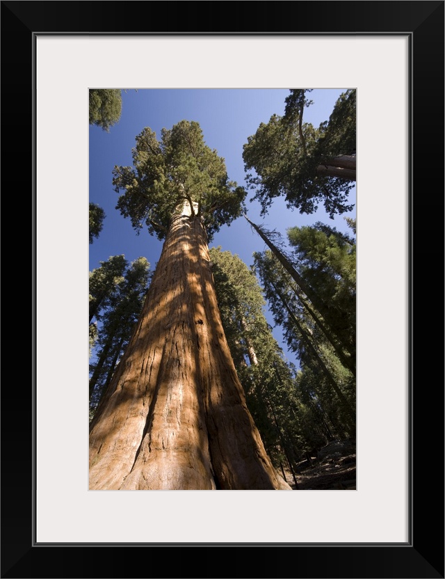 USA, California, Sequoia National Park, General Sherman Tree (Largest tree in the world)