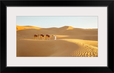 Camels In The Empty Quarter (Rub Al Khali), Abu Dhabi, United Arab Emirates (MR)