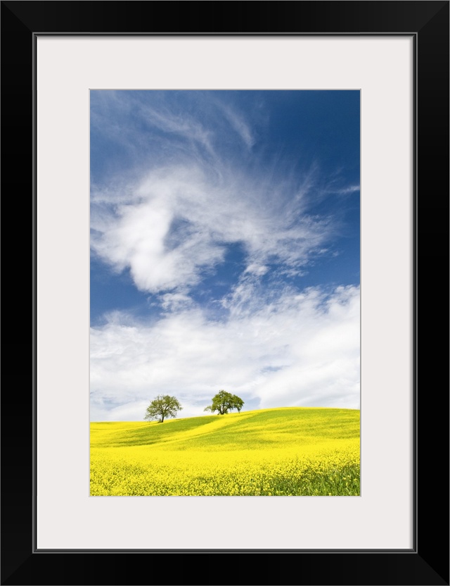 Rape Fields in Orcia Valley, Tuscany, Italy