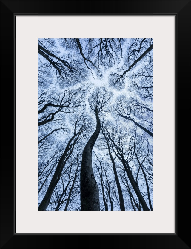 Canopy of Beech (Fagus sylvatica) forest in winter showing 'canopy shyness', Cranborne Chase, Dorset, England, UK