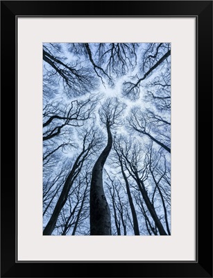 Canopy Of Beech, Forest In Winter Showing 'Canopy Shyness', Dorset, England