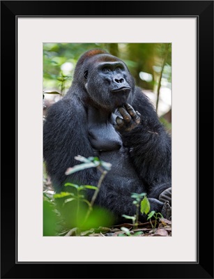 Central African Republic, Bayanga, Dzanga-Sangha, An adult male Western lowland gorilla