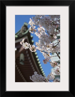 Cherry blossom at Tocho-ji Temple, Fukuoka, Kyushu, Japan
