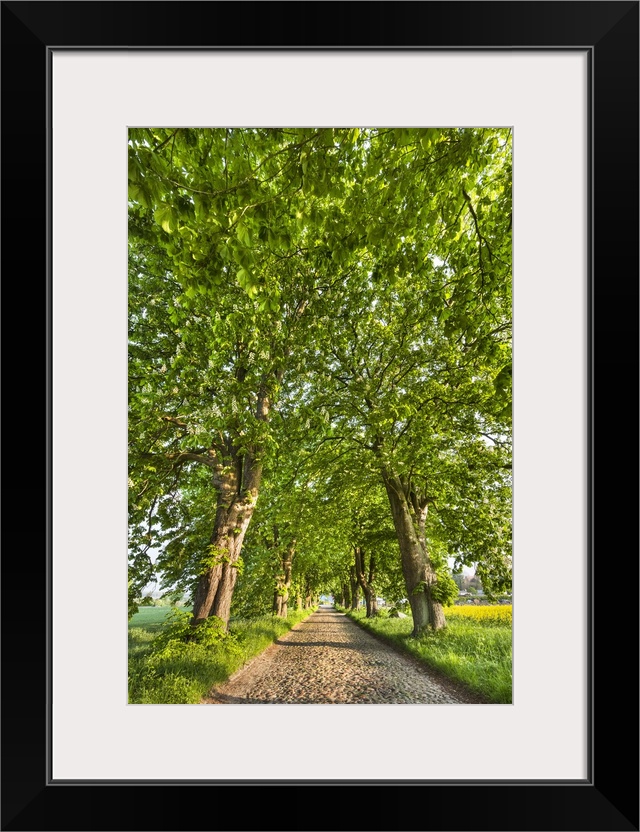 Chestnut alley and rape field, Lancken-Granitz, Rugen Island, Mecklenburg-Western Pomerania, Germany